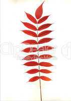leaf of Rhus-typhina