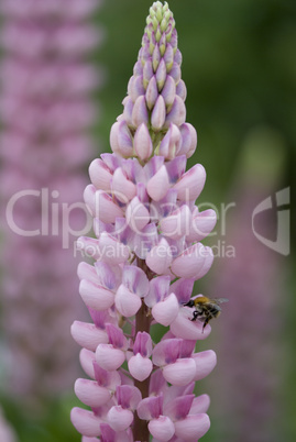 lupine flower