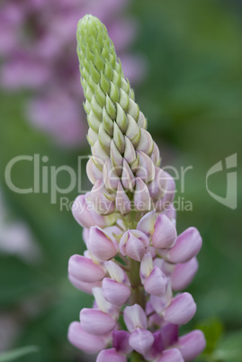 lupine flower