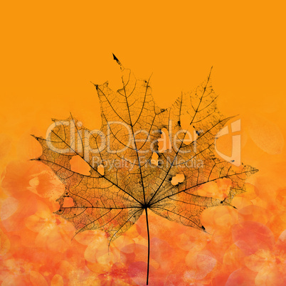 maple leaf illustration