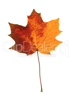 Pressed maple leaf