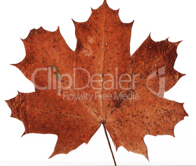 dried maple leaf background