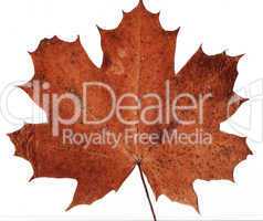 dried maple leaf background