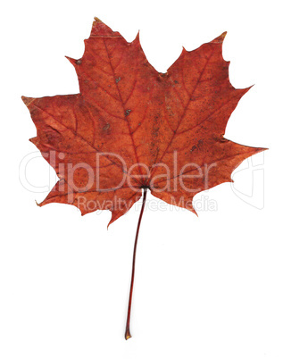 Pressed maple leaf