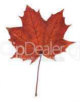 Pressed maple leaf