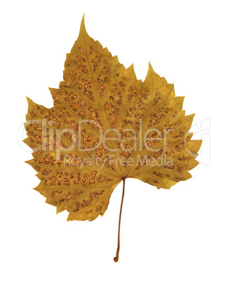 Pressed dry leaf