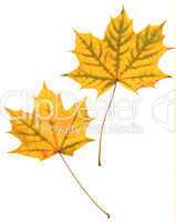 Pressed dry maple  leafs
