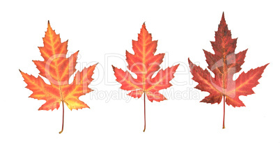 Pressed dry maple  leafs