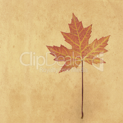 dry maple leaf