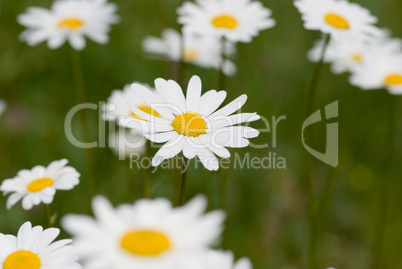 daisy flower