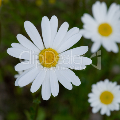 daisy flower