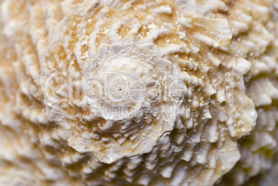 shell close up