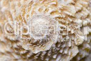 shell close up