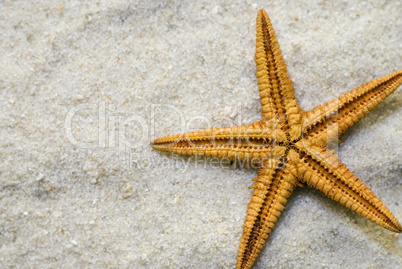 starfish close up