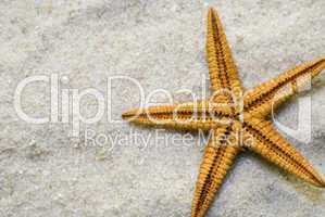 starfish close up