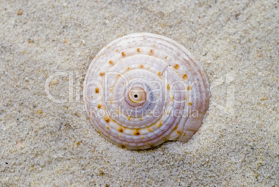 shell close up