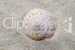 shell close up