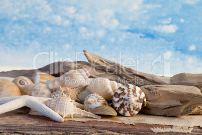 Maritime Still Life