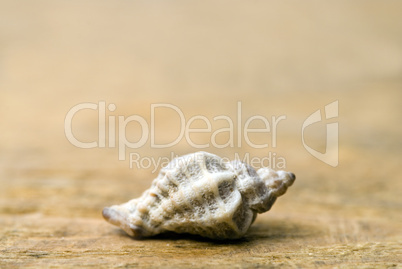 Shell on driftwood