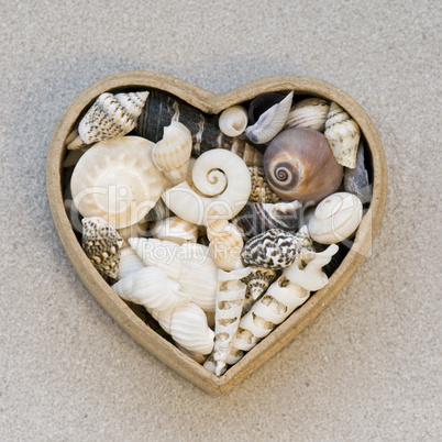 sea shells and heart
