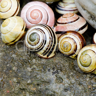 Snail shell still life