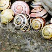 Snail shell still life