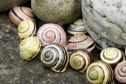 Snail shell still life