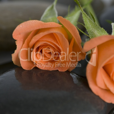 orange rose