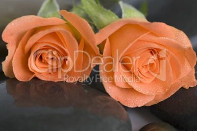 orange rose