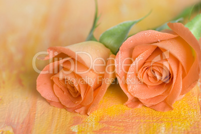 orange rose