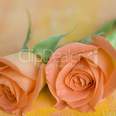 orange rose