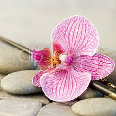 orchid on pebble