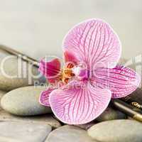 orchid on pebble