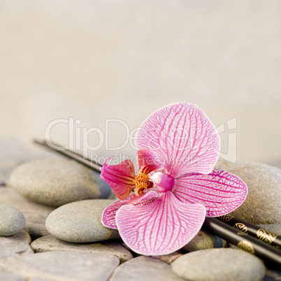 orchid on pebble