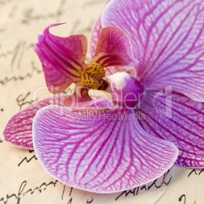 orchid on letter