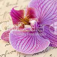 orchid on letter