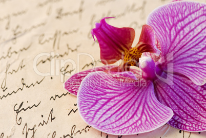 orchid on letter