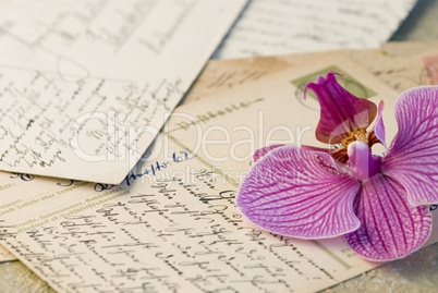 orchid on letter