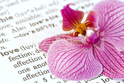 orchid flower on love