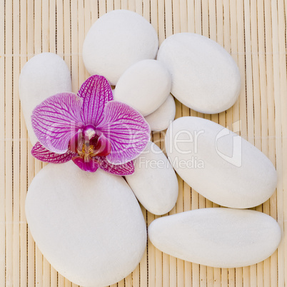 Orchid and white pebble