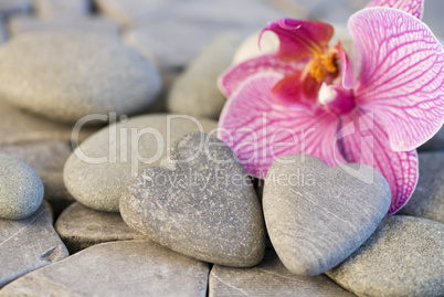 orchid and stoneheart