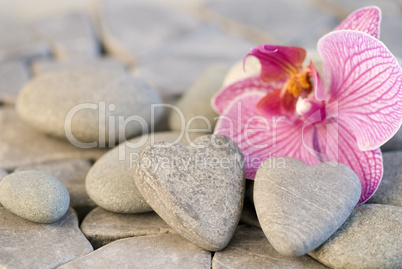 orchid and stoneheart