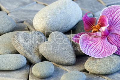 stone heart and orchid