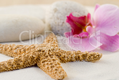still life with orchid and starfish