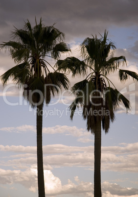 Two Palmtrees in evening light