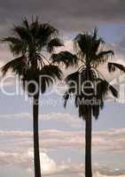 Two Palmtrees in evening light