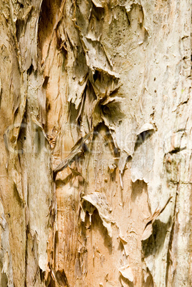 Paper-bark