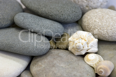 pebble and shells