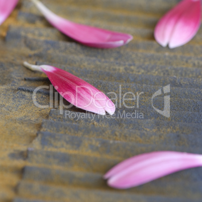 pink petal