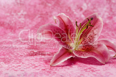 Pink Lily